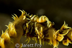 I was excited when this wire coral shrimp moved into posi... by Jarett Fry 